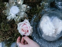 Delikatna r&oacute;ża